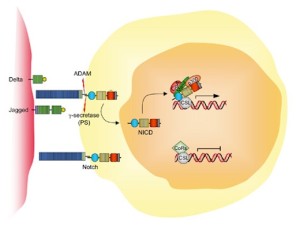 notch signaling 300x227 Il ruolo della proteina Notch nella sclerosi tuberosa