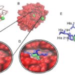 polifenoli