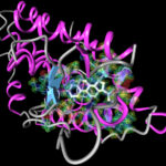 l'ormone progesterone