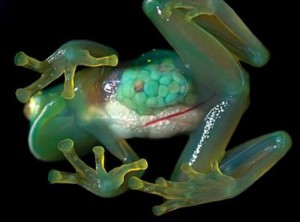 transparent-frog transparent frog 300x222 Animali trasparenti ai fini scientifici: avrebbero comunque una lunga carriera