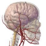 vascolarizzazione