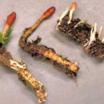 cordyceps