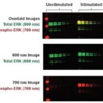 ERK_westernblot