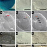 flowering locus C