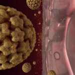 il virus HPV che attacca cellule epiteliali