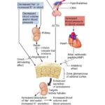 aldosterone