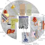 aldosterone