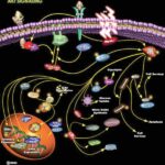 androgen_Signaling