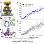 Virus epatite B