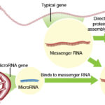 micrornajpg