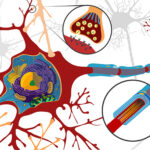 neuroni