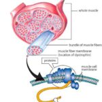 Diagramma di una cella colpita dalla "Duchenne"