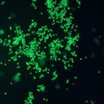 genome_er