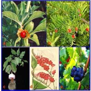 bacche 298x300 Asma allergica: un aiuto naturale dal ribes