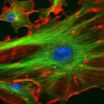 citoscheletro in fluorescenza