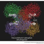 enzyme