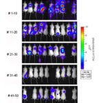 sarcoma_mice_cells