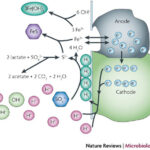 anaerobic_bacteria