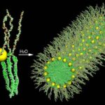 nanoparticelle