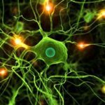 neurogenesi