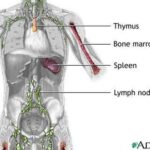 sistema_immunitario