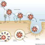 hepatitis_c