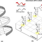 DNA_microarray