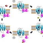 GPCR
