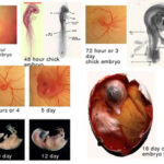 embryo_development