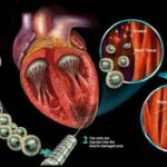 heart_stem_cells