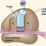 unita' ribosomiali