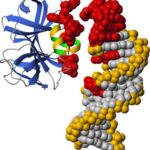 viral_rna