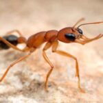 Harpegnathos_saltator