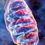 Mitochondrio
