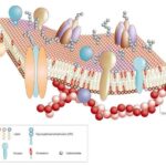 membrane
