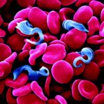 Trypanosoma bruciei
