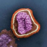 virus