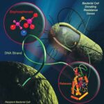 AntibioticResistantBacteria