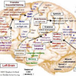 brain