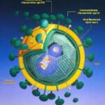 hiv_virus