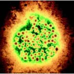 liver_cells