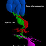 RetinalNeurons