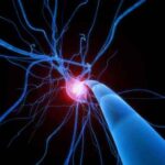 neurone