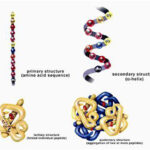Protein_structure