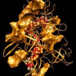 RNase