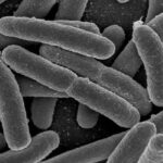 e_coli
