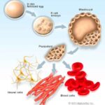 pluripotent-stem-cells