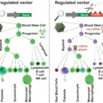 schema_vettori_malattia_krabb
