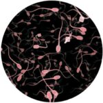 sperm