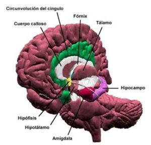 amigdala amigdala 300x288 Lamigdala e la complessita della vita sociale: questione di dimensioni